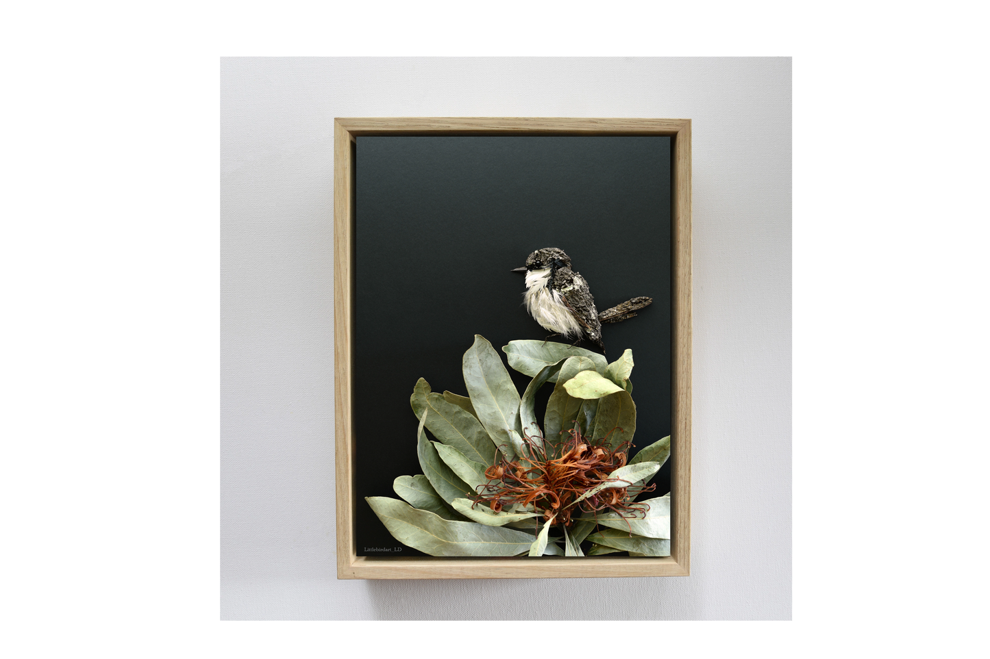 Nature Art print 'White Breasted Robin'