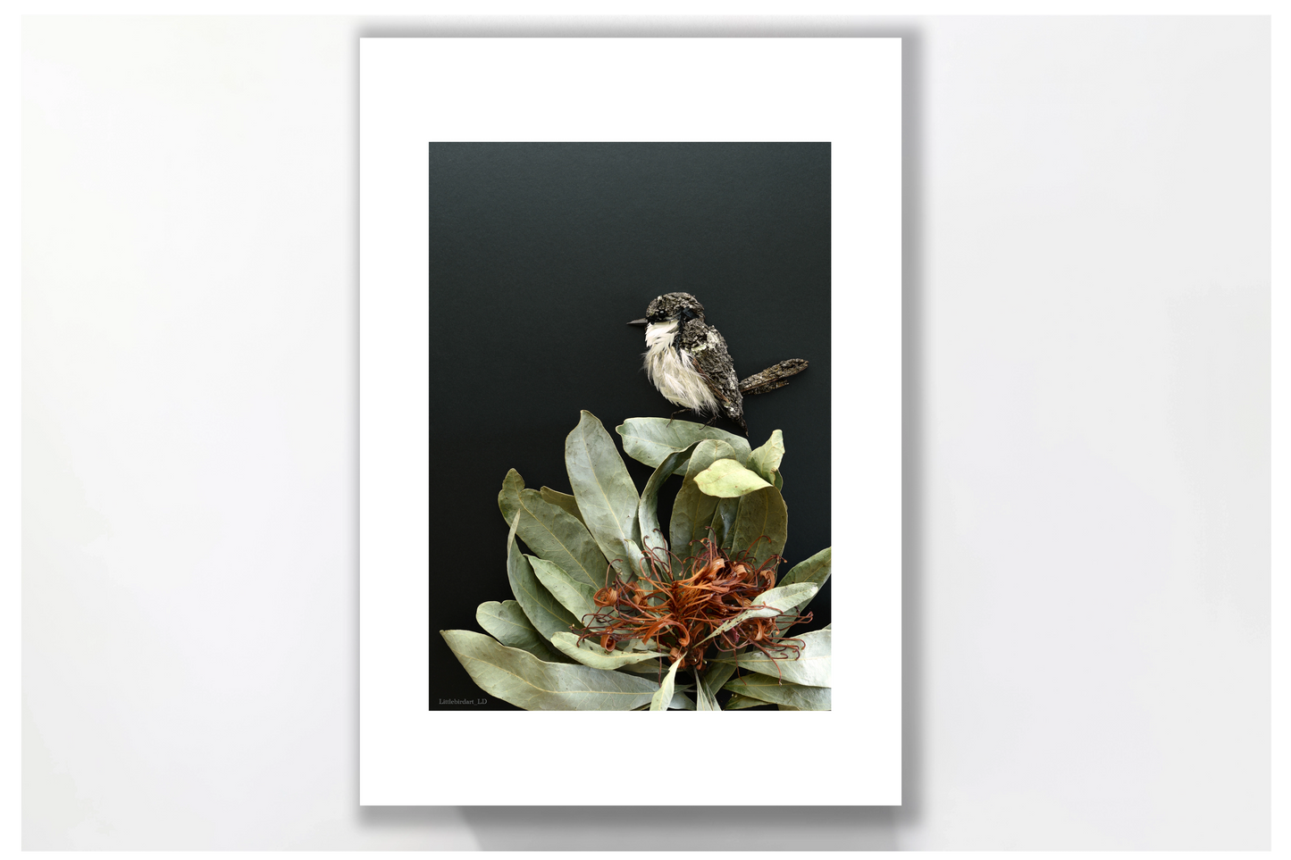 Nature Art print 'White Breasted Robin'