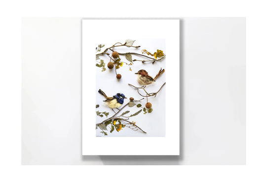Nature Art print 'Superb Fairy Wren Pair'