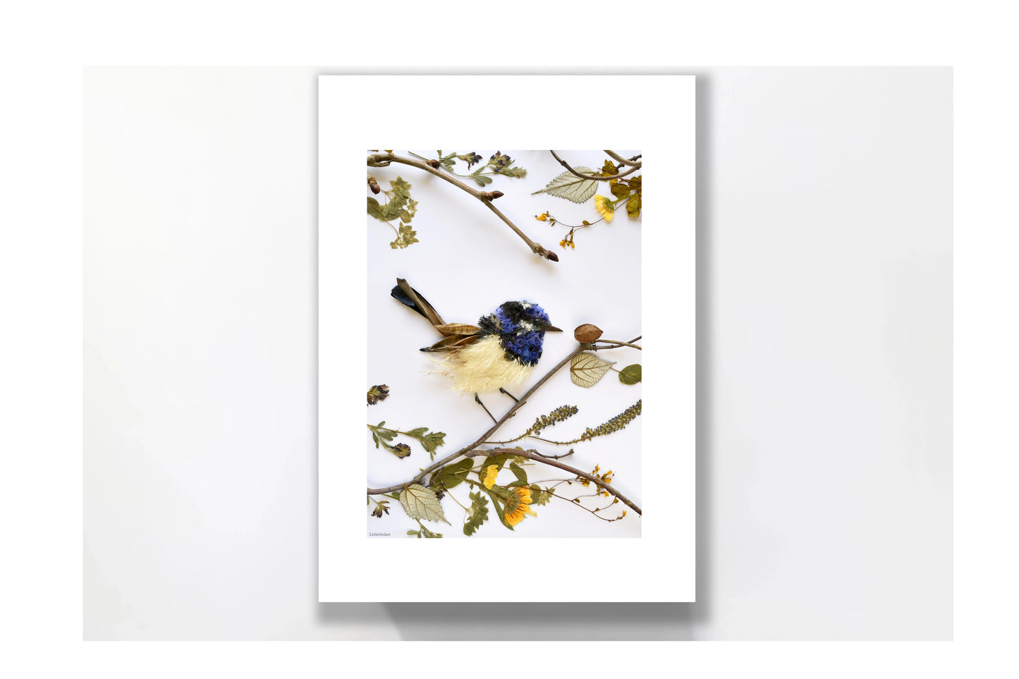 Nature Art print 'Superb Fairy Wren'
