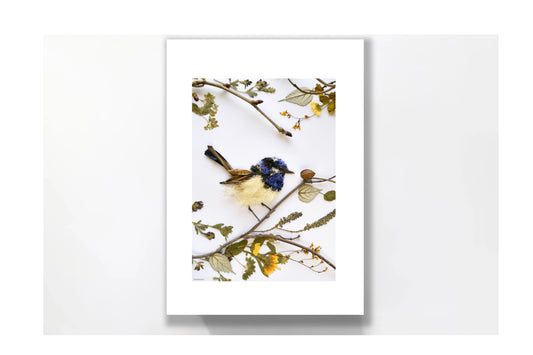 Nature Art print 'Superb Fairy Wren'