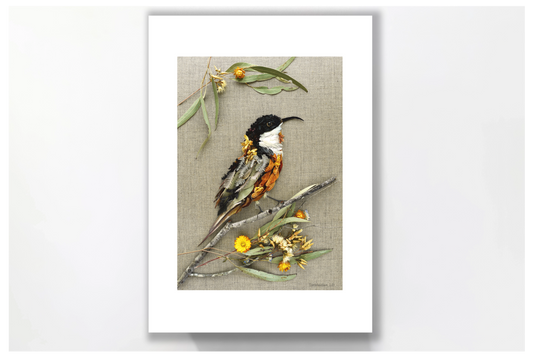 Nature Art Print 'Eastern Spinebill'