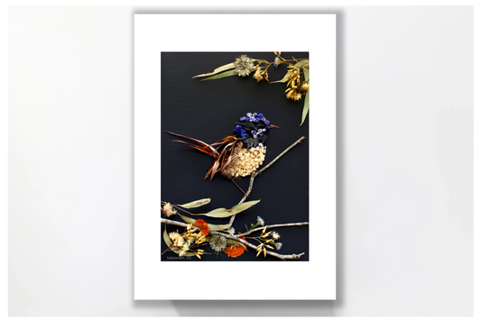 Nature art print 'Fairy Wren'