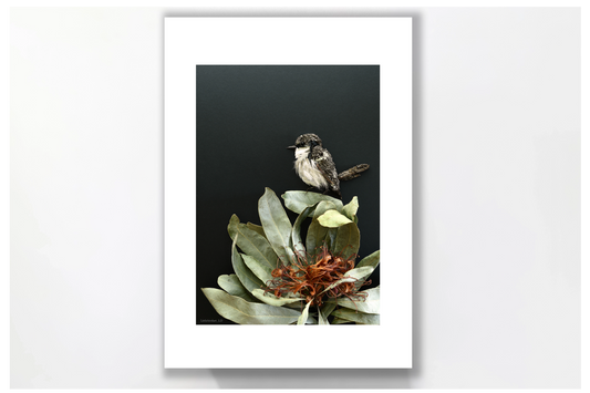 Nature Art print 'White Breasted Robin'